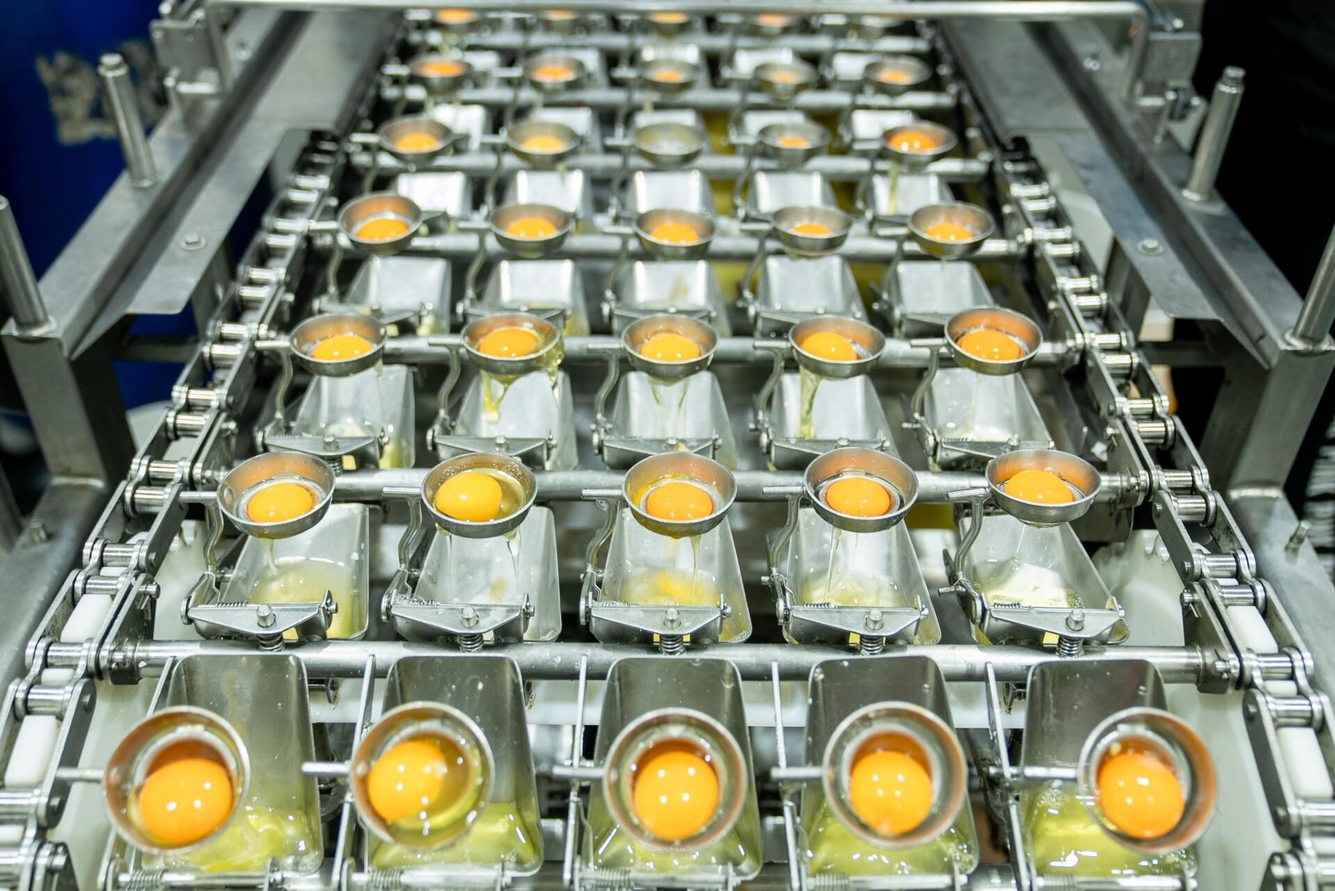 Huevo líquido pasteurizado: alternativa para la industria alimentaria en RD