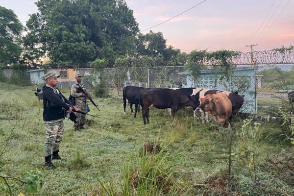 Ocho vacas y un becerro. Foto: Fuente externa 