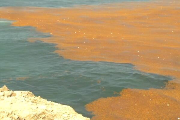 Ambientalista llama a prestar atención a sargazo que llega al malecón de Santo Domingo 