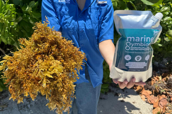 La planta transforma el sargazo en productos agrícolas sostenibles