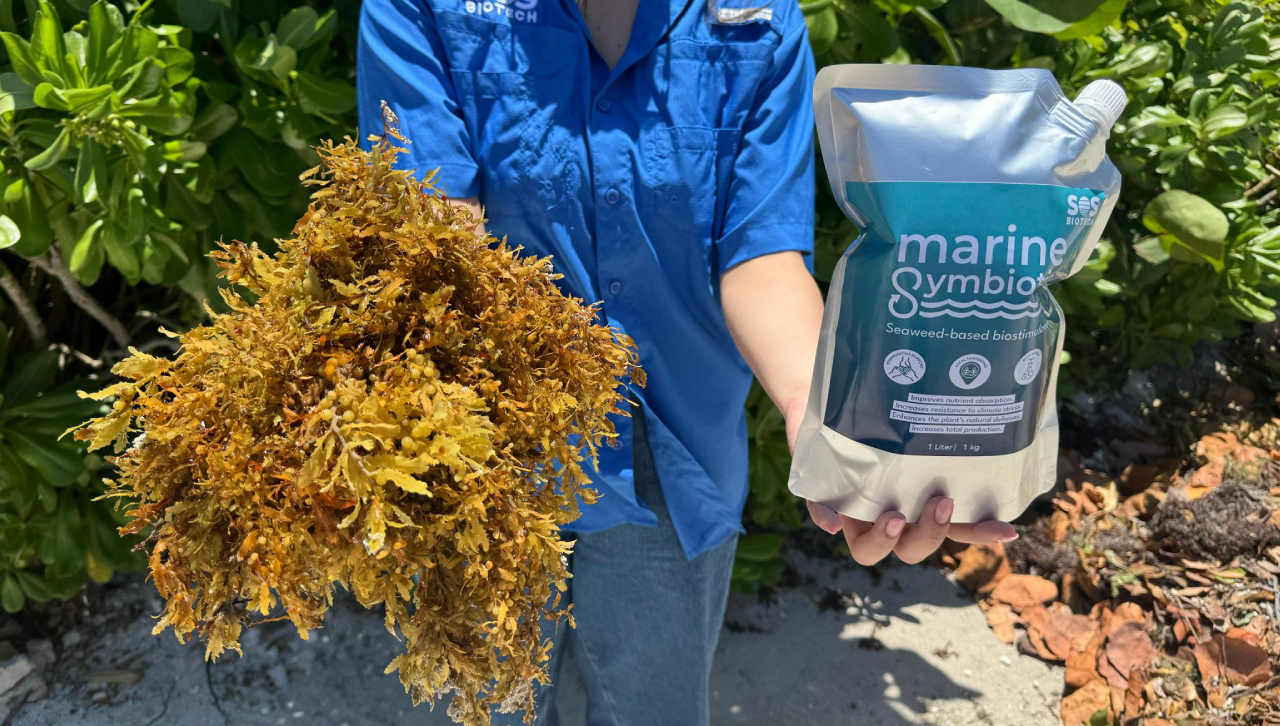La planta transforma el sargazo en productos agrícolas sostenibles