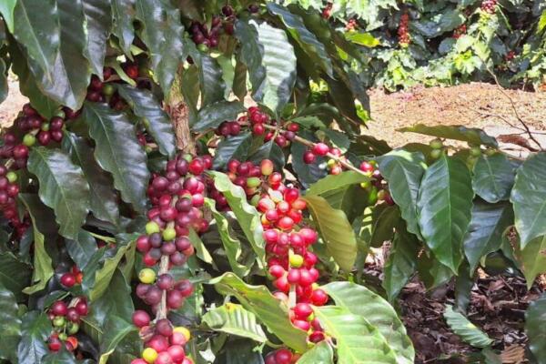 Caficultores alertan riesgo de perder 6,000 millones por falta de recolectores. Foto: fuente externa