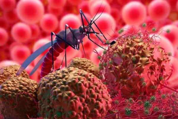 República Dominicana logra histórico período sin dengue, ¿cómo se logró?
