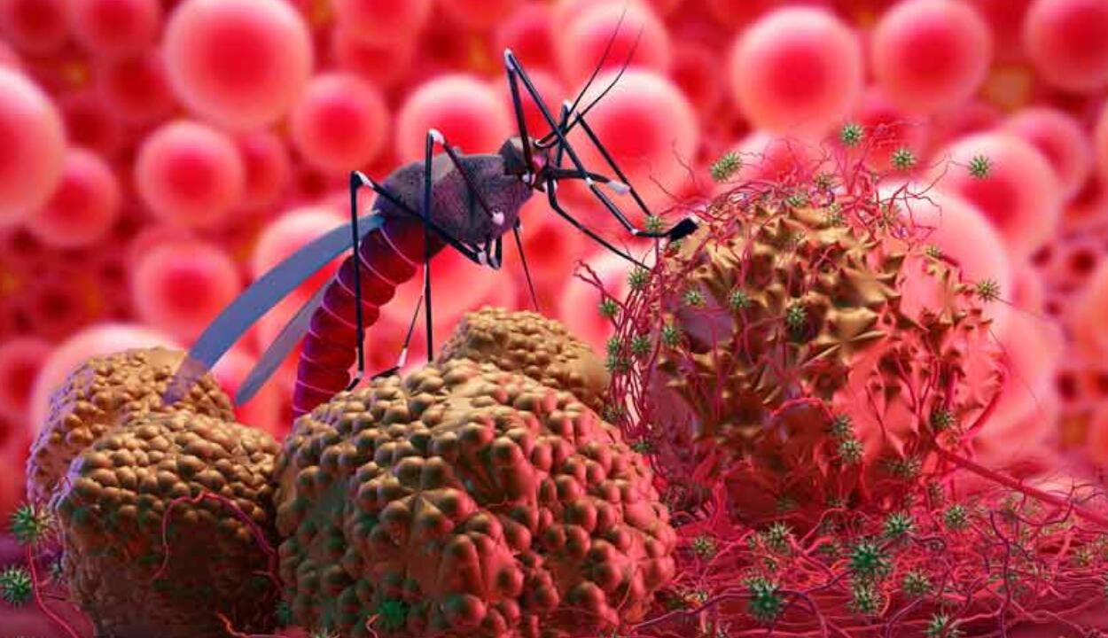 República Dominicana logra histórico período sin dengue, ¿cómo se logró?