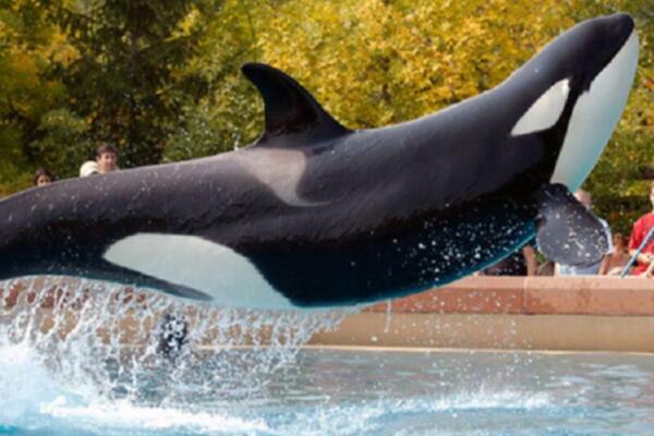 Canadá prohíbe que parque temático Marineland envíe ballenas a China. Foto: fuente externa 