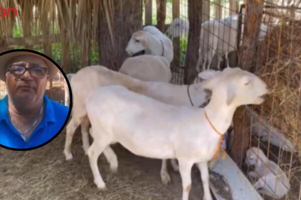 La Feria del Chivo incluirá exhibiciones de ganado caprino, concursos, entre otras cosas.