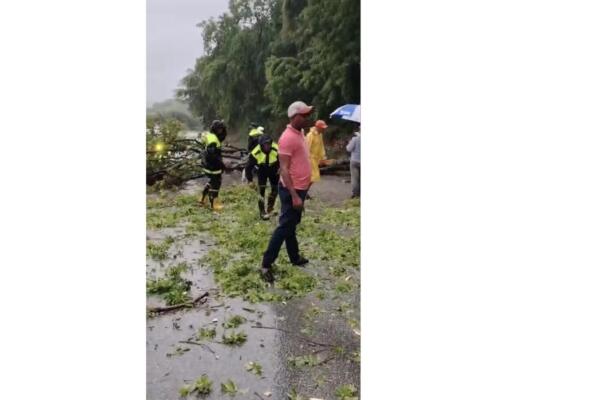 Árboles caídos en Barahona
Foto: Wilson Mejía