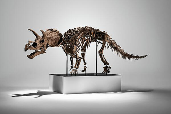 Un esqueleto de dinosaurio tricerátops joven se vendió este miércoles por 5,3 millones de dólares en Phillip's, en Nueva York.