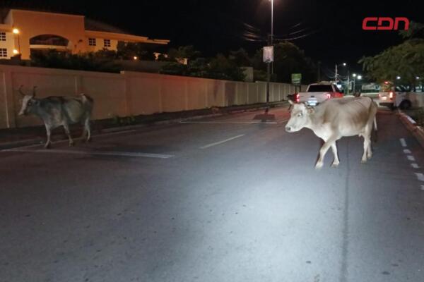 Vacas deambulando por avenidas de Barahona, generando caos y preocupación entre conductores.