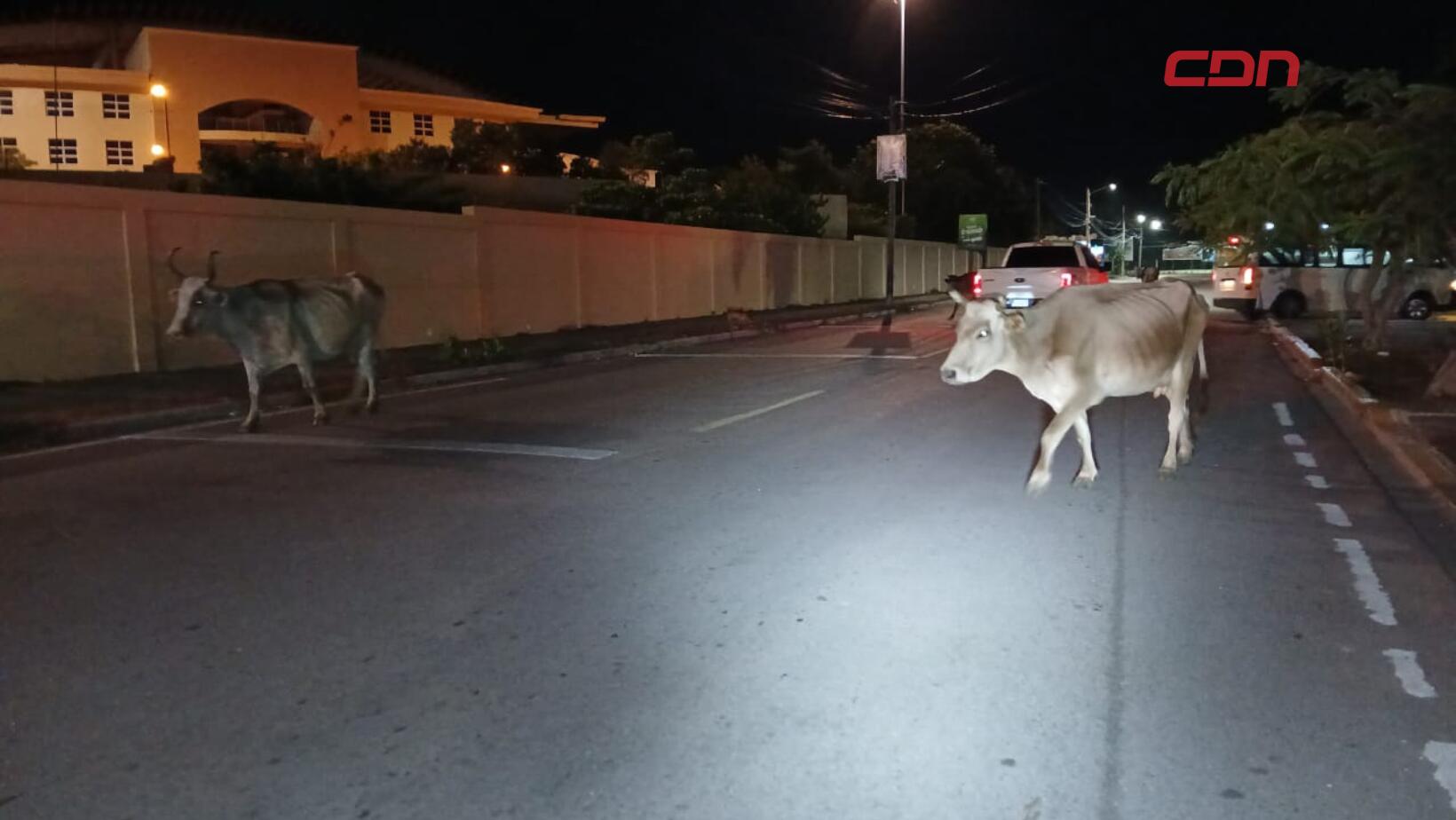 Vacas invaden UASD en Barahona