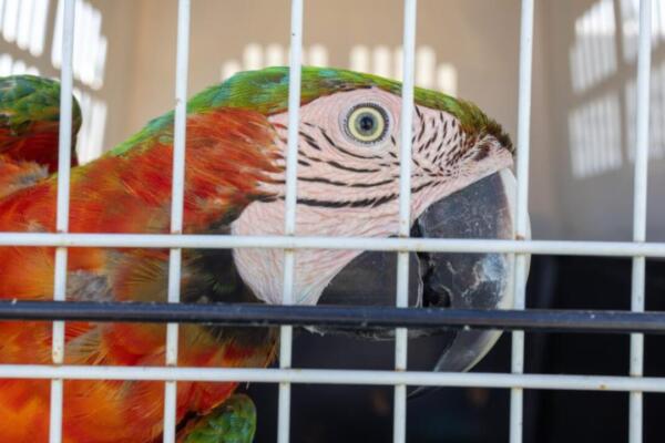 Guacamayo rojo y amarillo. Foto: Ministerio de Medio Ambiente