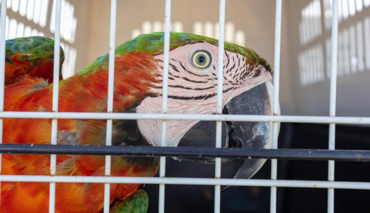Medio Ambiente llaman al registro de animales exóticos en RD