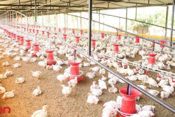 Quejas por aumento del precio del pollo. Foto: Fuente externa 