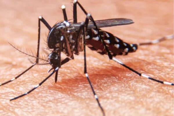 Mueren más de 20 niños y adolescentes en Cuba por dengue y chikunguña