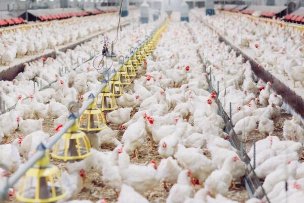  Winston Marte atribuye el alza del precio del pollo a una falta de planificación en la producción avícola y a un déficit en la incubación de huevos.