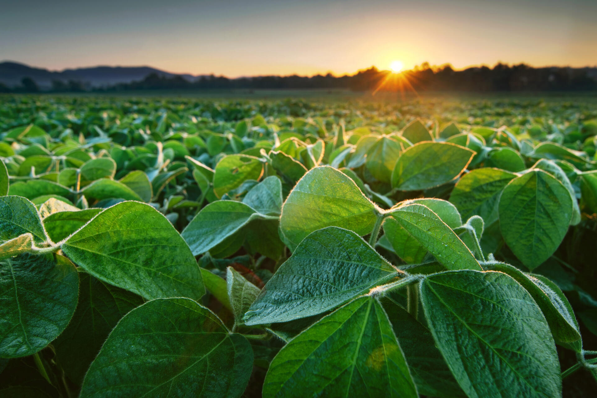 La soya estadounidense ofrece soluciones sustentables para la avicultura dominicana, optimizando recursos y garantizando la salud animal.