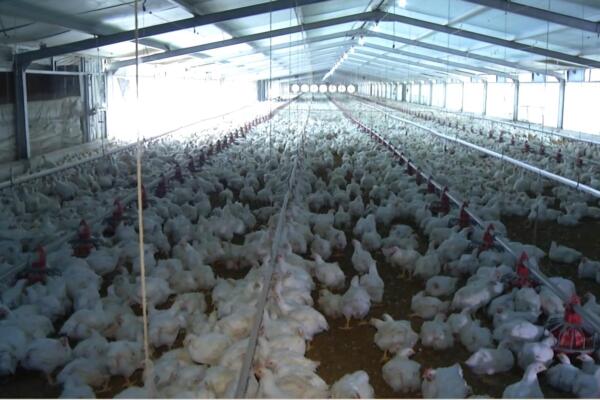 Oposición culpa al gobierno por escasez de carne de pollo