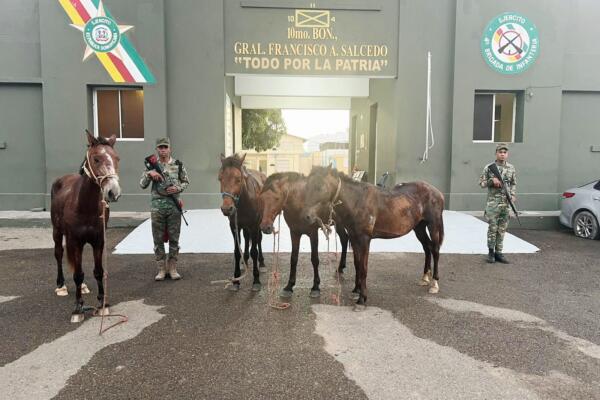 Ejército frustra robo de animales y recupera caballos en Dajabón