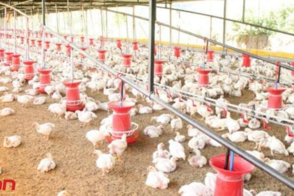 Quejas por aumento del precio del pollo. Foto: Fuente externa
