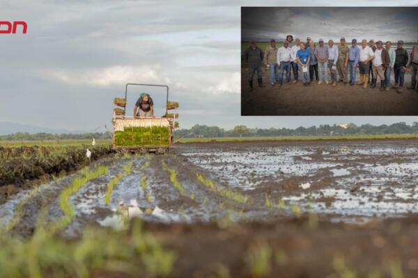 Autoridades y técnicos durante la siembra de arroz en una parcela demostrativa del Bajo Yuna, como parte del Proyecto GEF 7 para impulsar una producción agrícola sostenible y amigable con el medio ambiente.