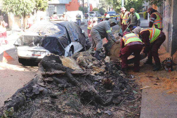 Trabajadores retiran un árbol que cayó sobre un vehículo tras un sismo este viernes, en Ciudad de México (México). EFE/Madla Hartz