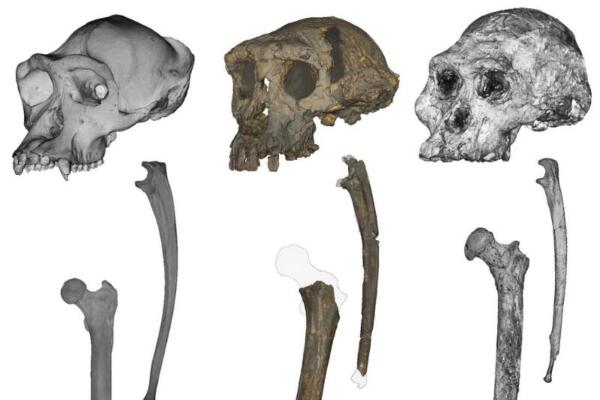 Sahelanthropus se consolida como el primer antepasado humano que caminó a dos piernas