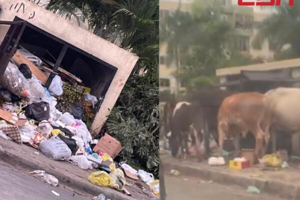 Denuncian acumulación de basura y animales sueltos en el Residencial Juan Rafael