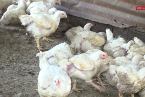 Productores avícolas de Moca alertan sobre el deterioro del sector y el cierre de granjas ante la crisis que afecta la producción de pollo en el Cibao.