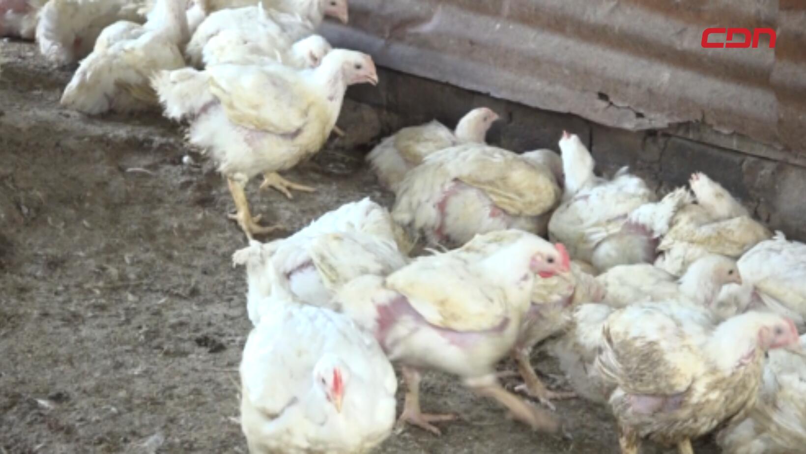 Pequeños productores de pollo