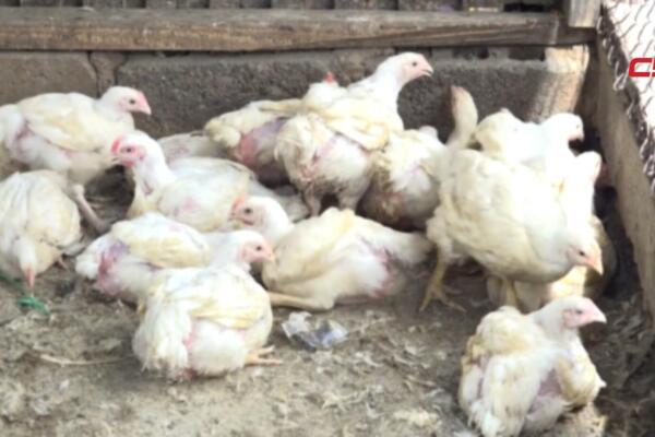 Productores avícolas advirtieron que la importación de pollo congelado en plena temporada de Cuaresma podría impactar negativamente al sector nacional.