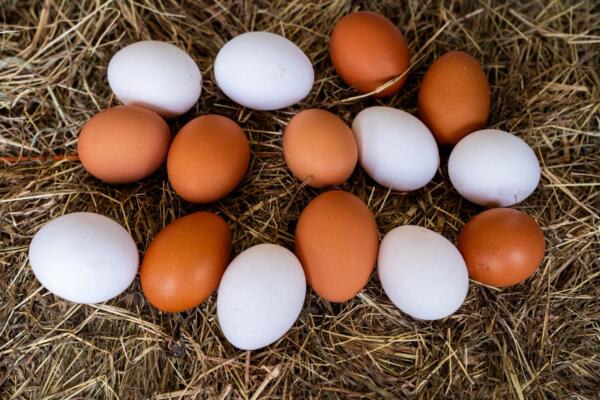 Indicó que la producción nacional de pollo alcanzará una oferta cercana a 21.4 millones de unidades, evidenciando la recuperación del subsector pollos.