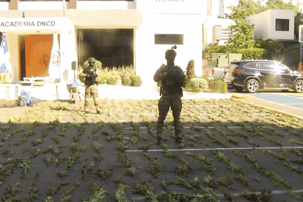Autoridades desmantelan extensa plantación de marihuana en Peravia