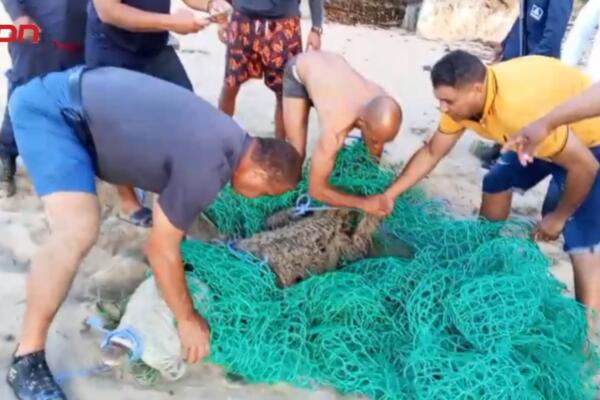 Técnicos del Ministerio de Medio Ambiente y miembros del SENPA durante el operativo de captura del cocodrilo localizado en Playa Laguna, Cabarete, tras varios días de alerta en comunidades costeras de Puerto Plata.