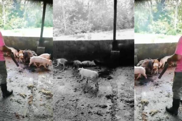 Indignación nacional por presunta matanza cruel de cerdos durante operativo en Nagua