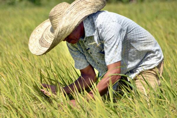 Luis Abinader afirmó que República Dominicana produce más del 80 % de sus alimentos y destacó la fortaleza del sector agropecuario.