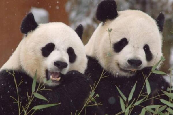 Imagen de dos pandas gigantes. Foto: Fuente externa