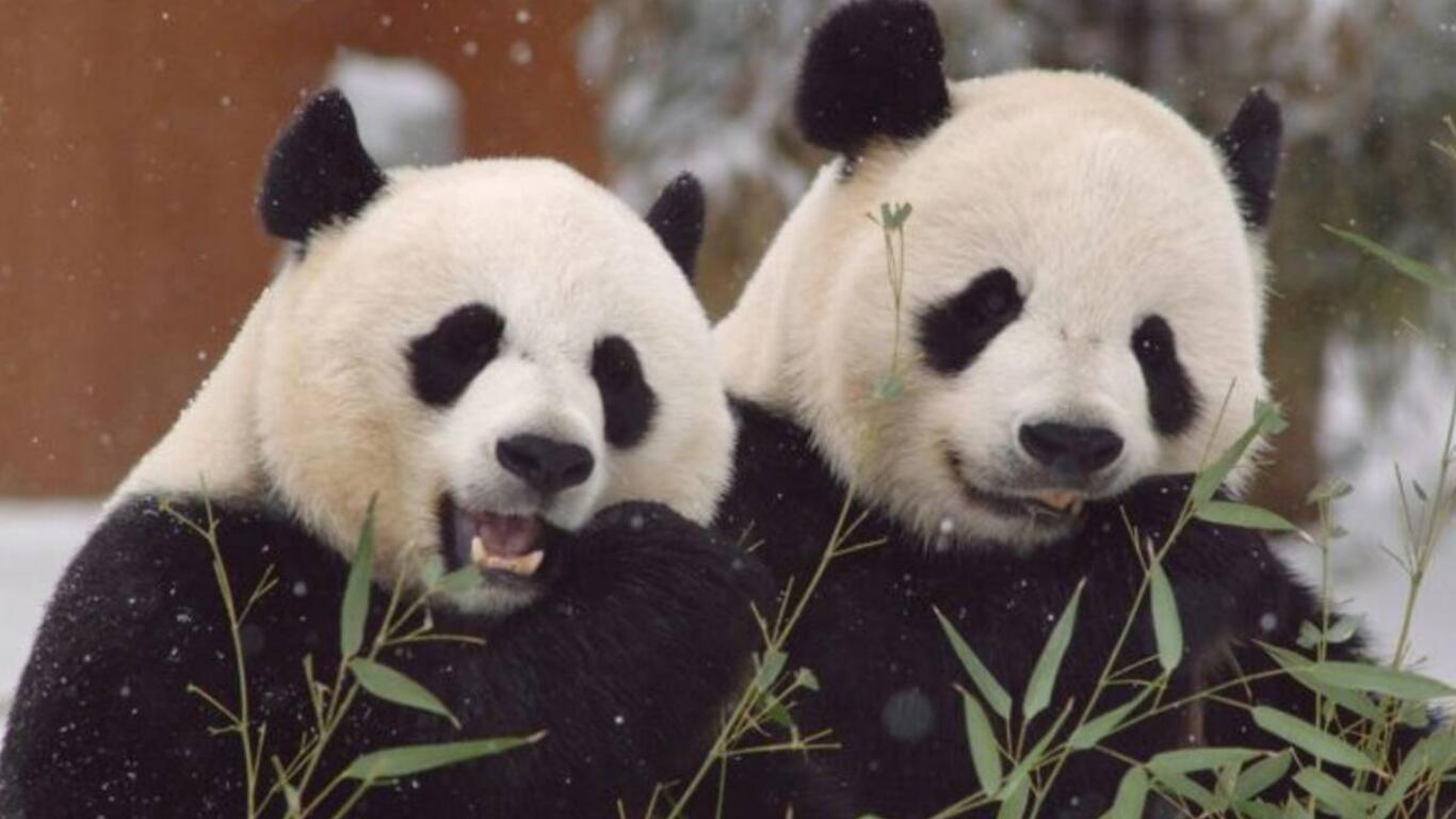 Pandas de China