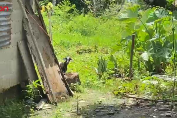 Comunitarios del barrio La Aviación muestran preocupación por la misteriosa muerte de animales domésticos registrada en el sector.
