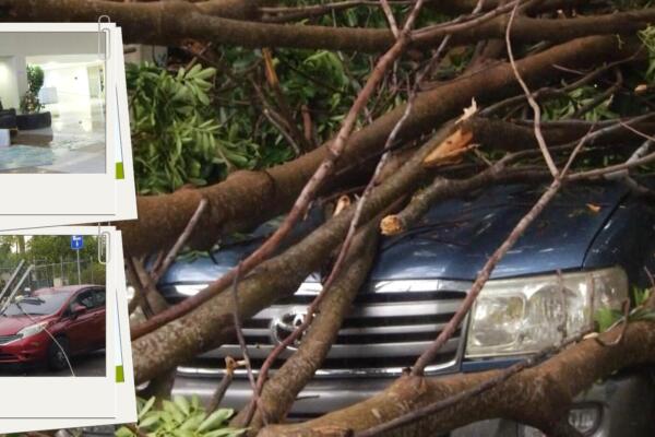Fuertes vientos causan estragos en la UASD: árboles derribados y edificios dañados