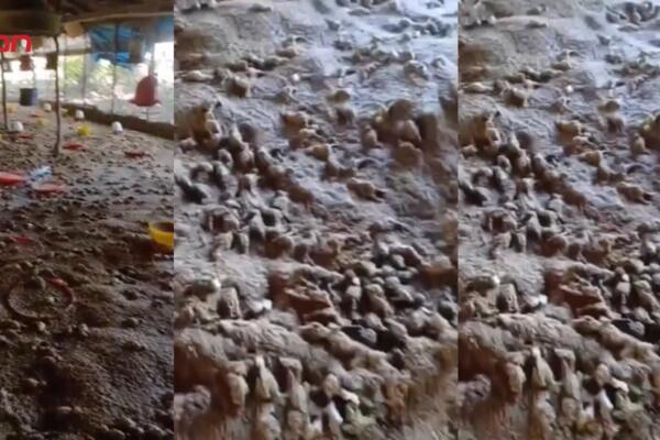 Lluvias dejan millonarias pérdidas en granja de Guayacanes.
