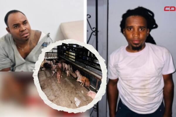 Detenido y herido tras intento de hurto masivo de cerdos.