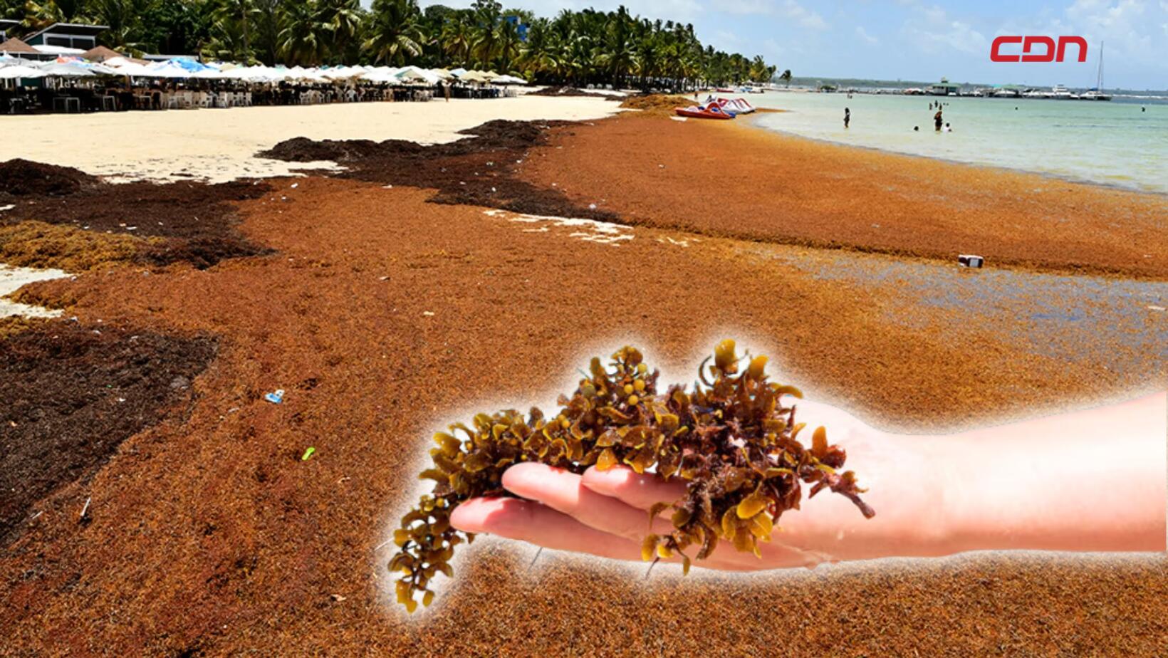 Sargazo Boca Chica