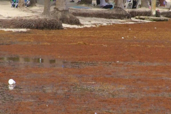 Sargazo invade playa de Boca Chica y afecta a turistas y comerciantes