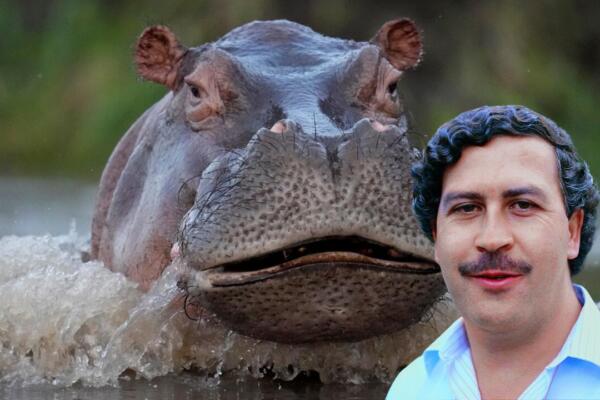 El narcotraficante, Pablo Escobar, introdujo ilegalmente al país tres ejemplares de hipopótamos, dos hembras y un macho.