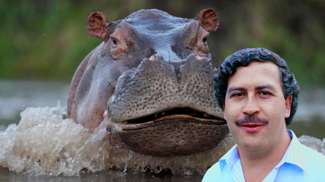 hipopótamos