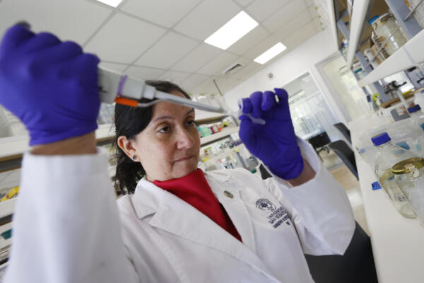 La doctora e investigadora de la Facultad de Medicina de la Universidad San Sebastián, María Inés Barría, trabaja en su laboratorio este lunes, en Santiago (Chile). EFE/ Elvis González