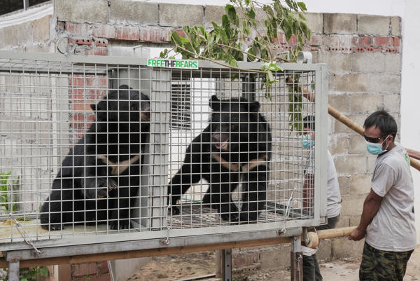 Una veintena de osos negros asiáticos fueron rescatados de una granja ilegal en el norte de Laos, en el mayor operativo del Sudeste Asiático contra las fábricas de bilis, instalaciones donde se les extrae esta sustancia, popular en la medicina tradicional china, mediante métodos invasivos y dolorosos. Las instalaciones, registradas como zoológico para eludir la regulación estatal, mantenían 27 osos confinados en 