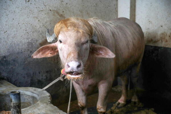 Imagen de archivo de wl búfalo albino de 700 kg, llamado Donald Trump y convertido en una sensación viral, en la granja agrícola Rabeya Agro Farm, en el distrito de Narayangonj, en las afueras de Dhaka, Bangladesh, el 19 de mayo de 2026. 
EFE/EPA/MONIRUL ALAM