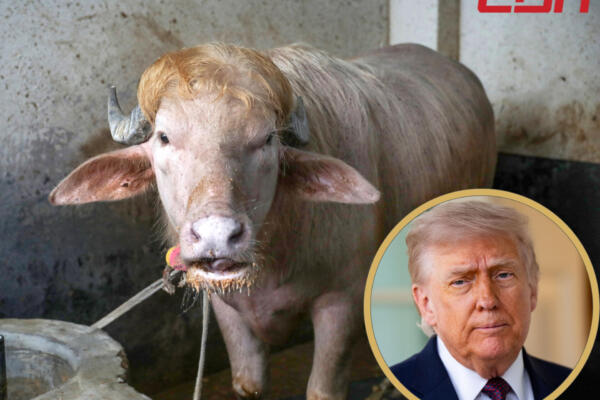 Un búfalo albino 