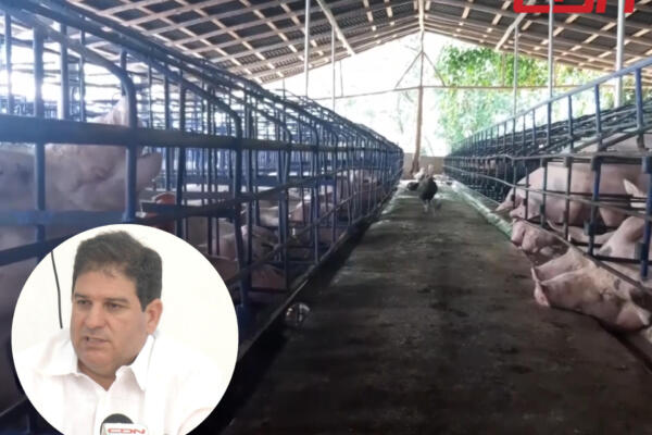 Director de ganadería asegura que ha disminuido la incidencia de la peste porcina africana